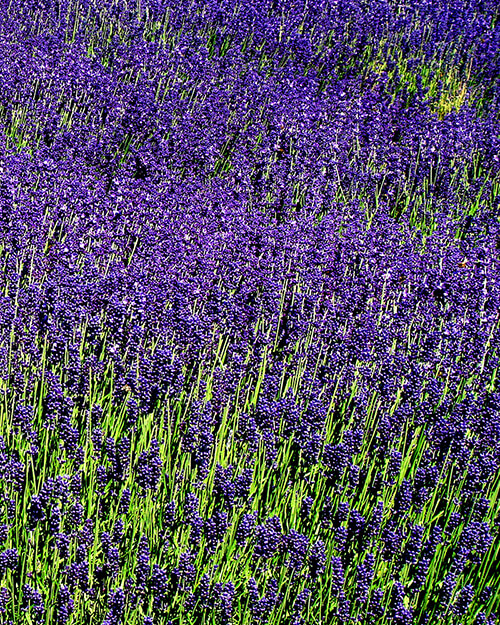 Lavendel Kwekerij de Croon