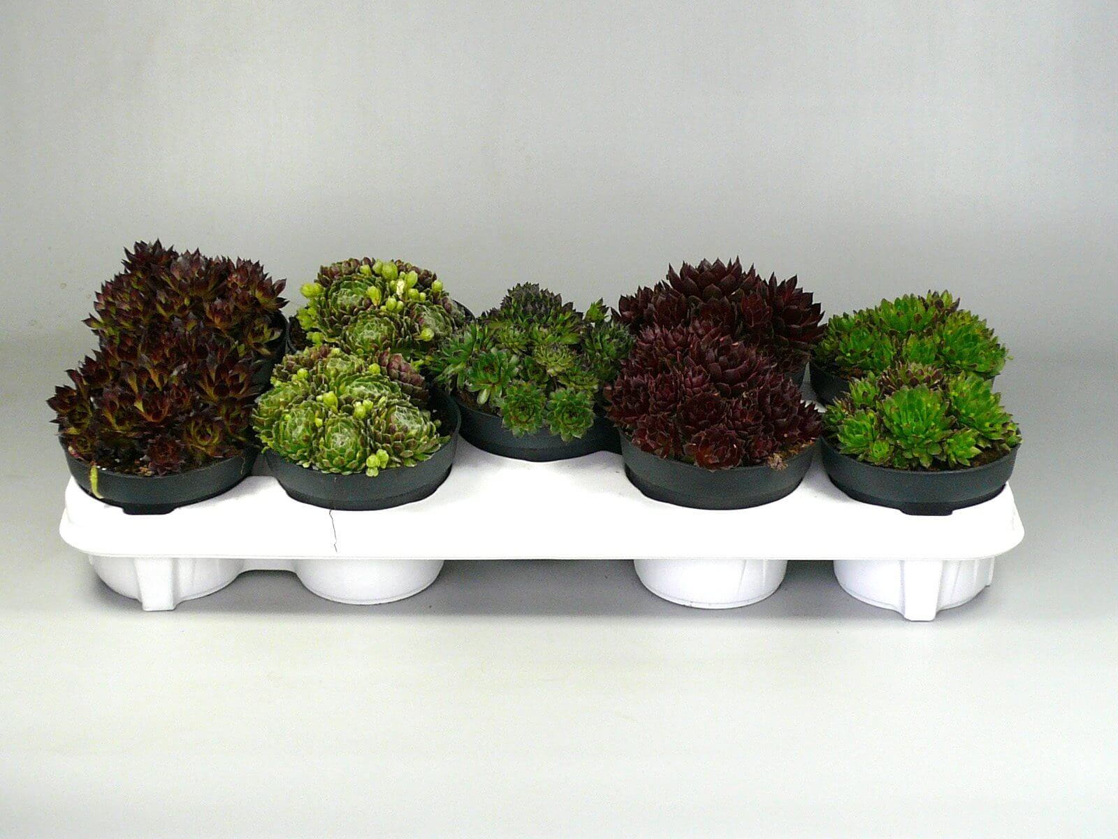 Sempervivum-mix-P12