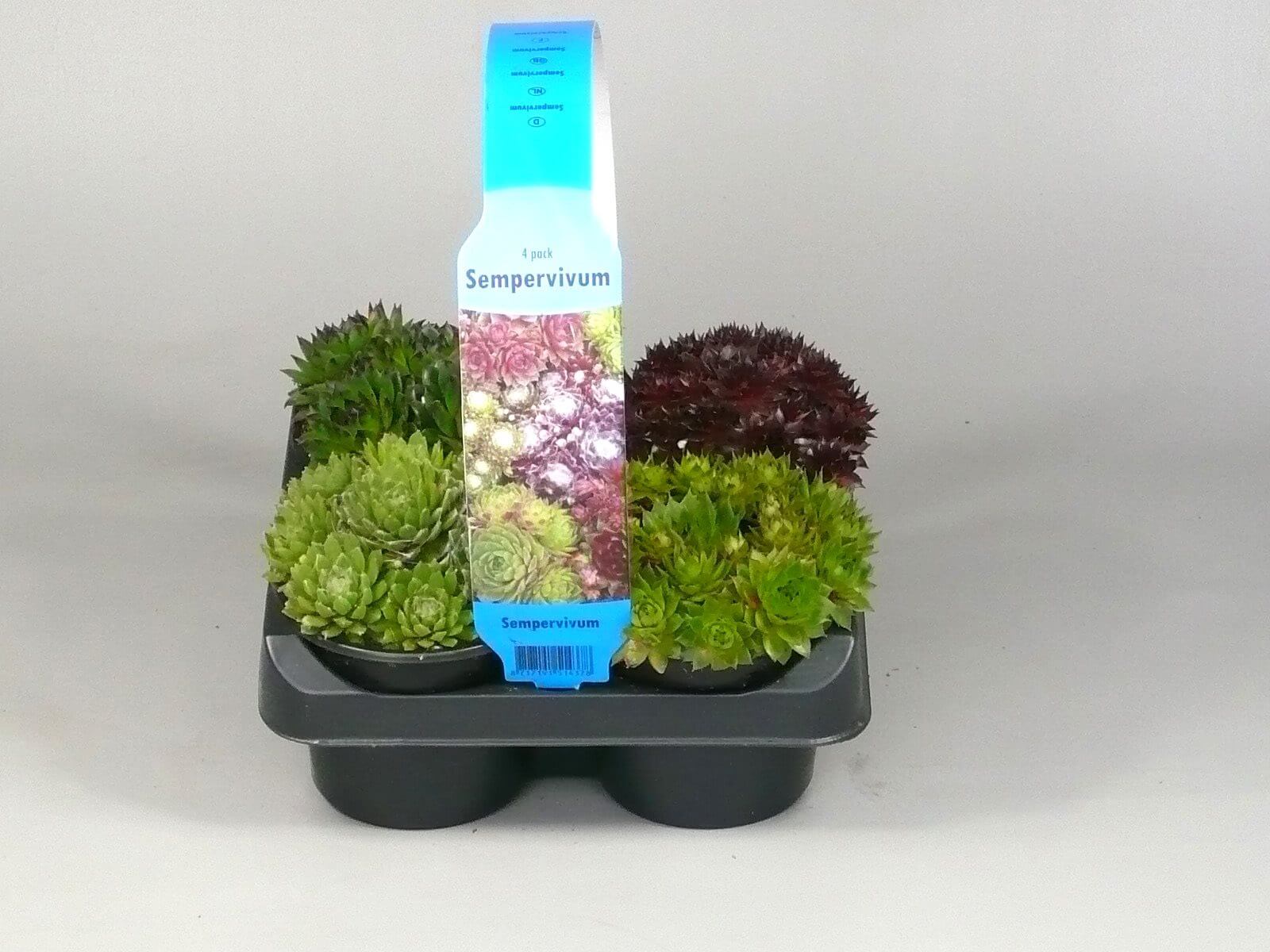 Sempervivum mix 4 pack