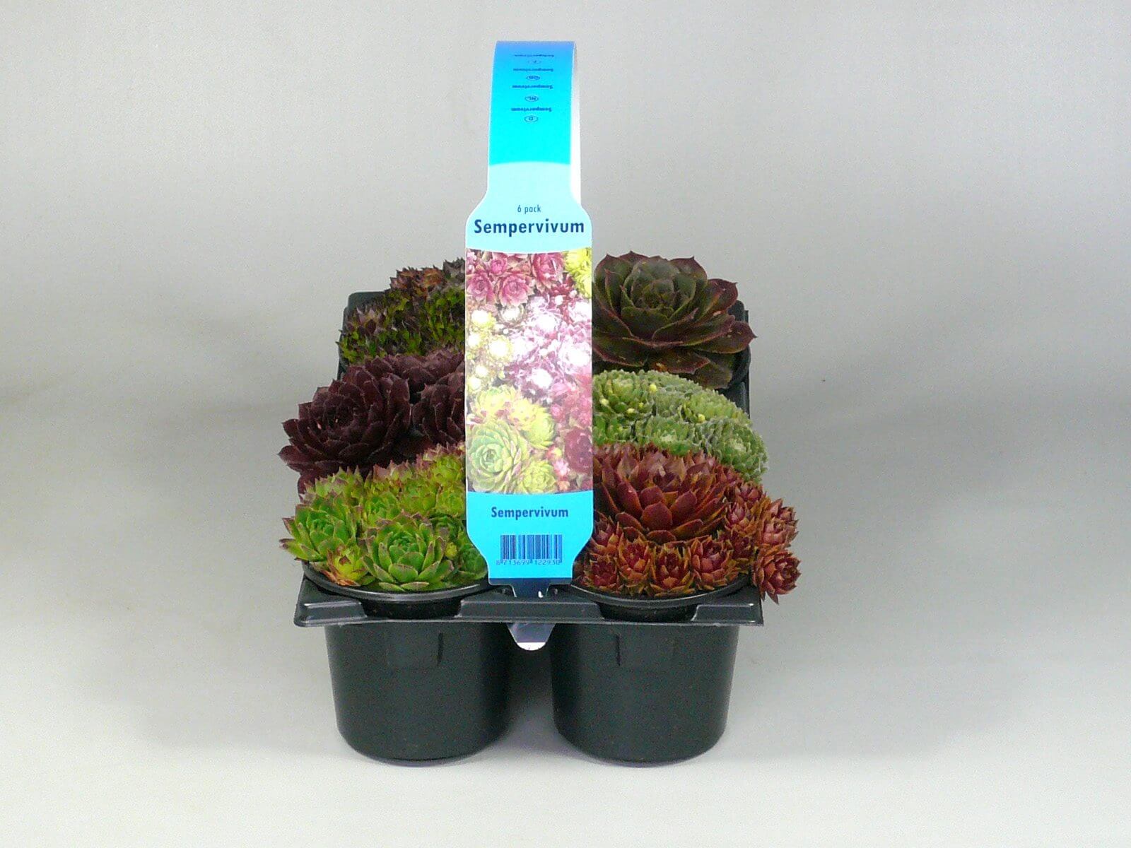 Sempervivum mix 6 pack