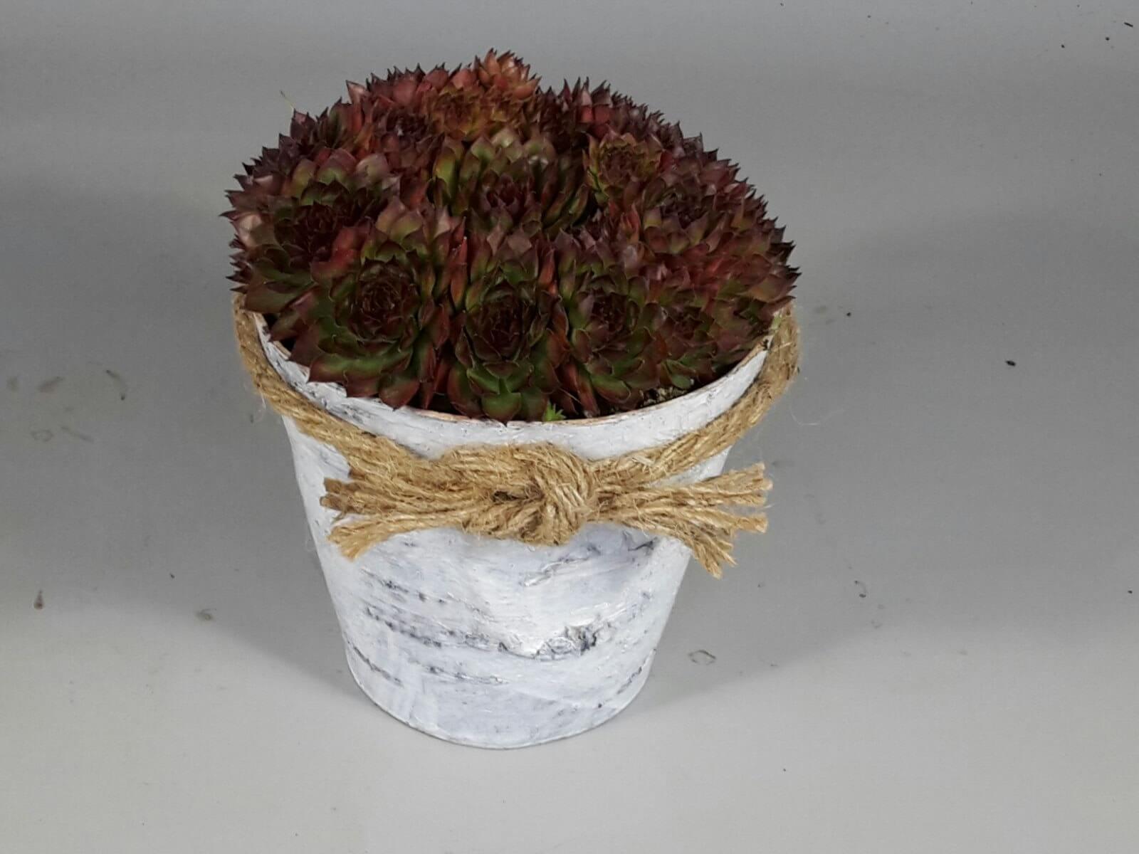 Sempervivum berken pot