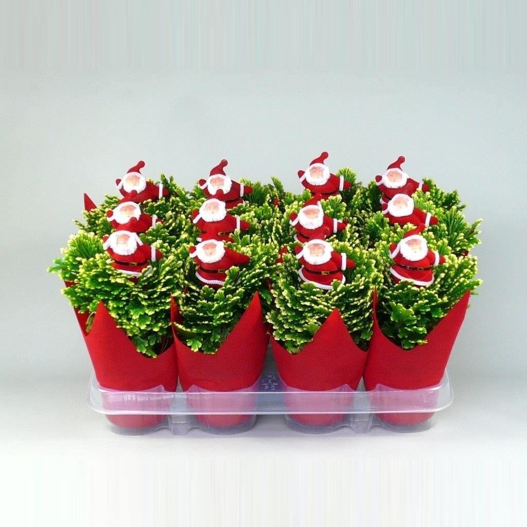 Selaginella jori kerstdeco