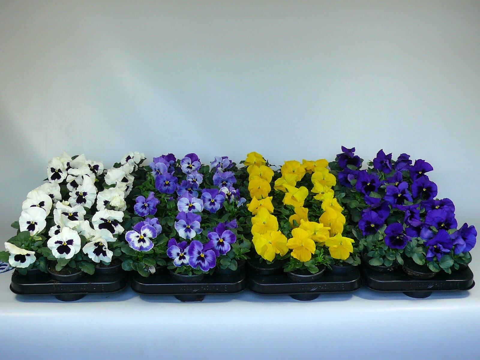 Diverse Viola F1