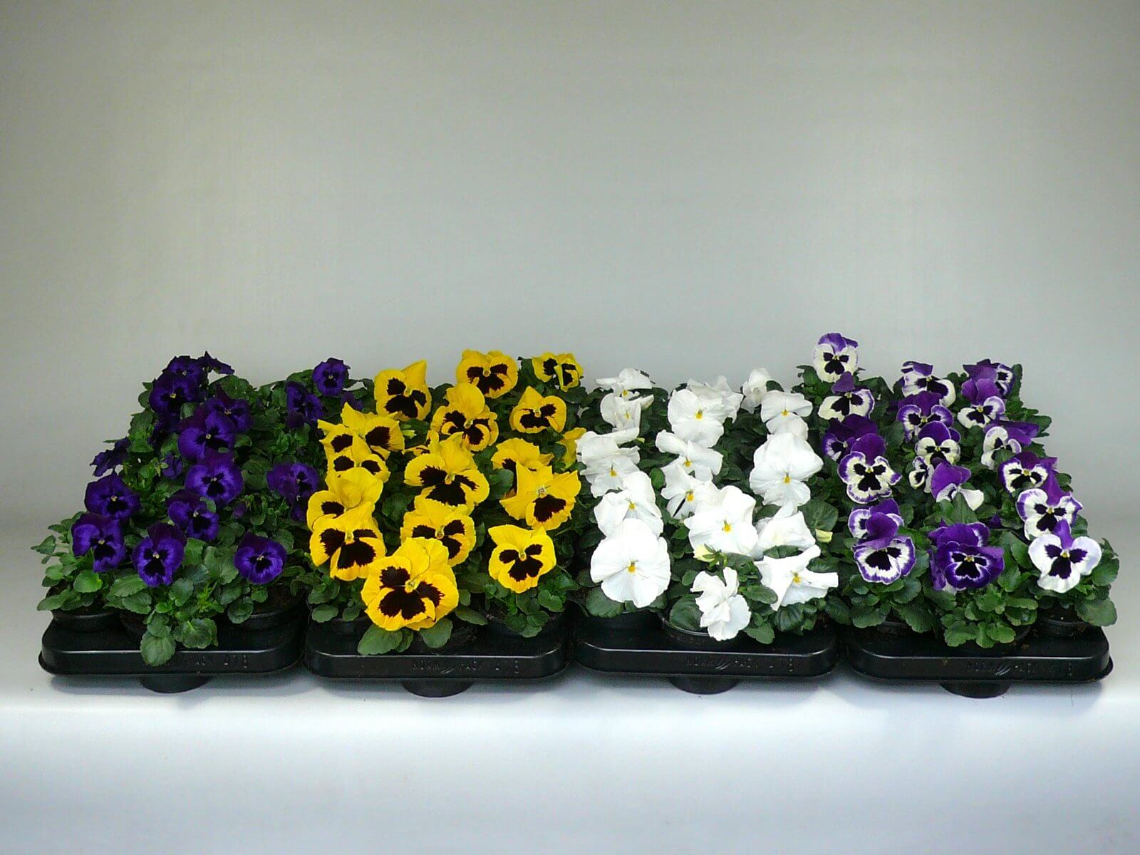 Diverse Viola F1