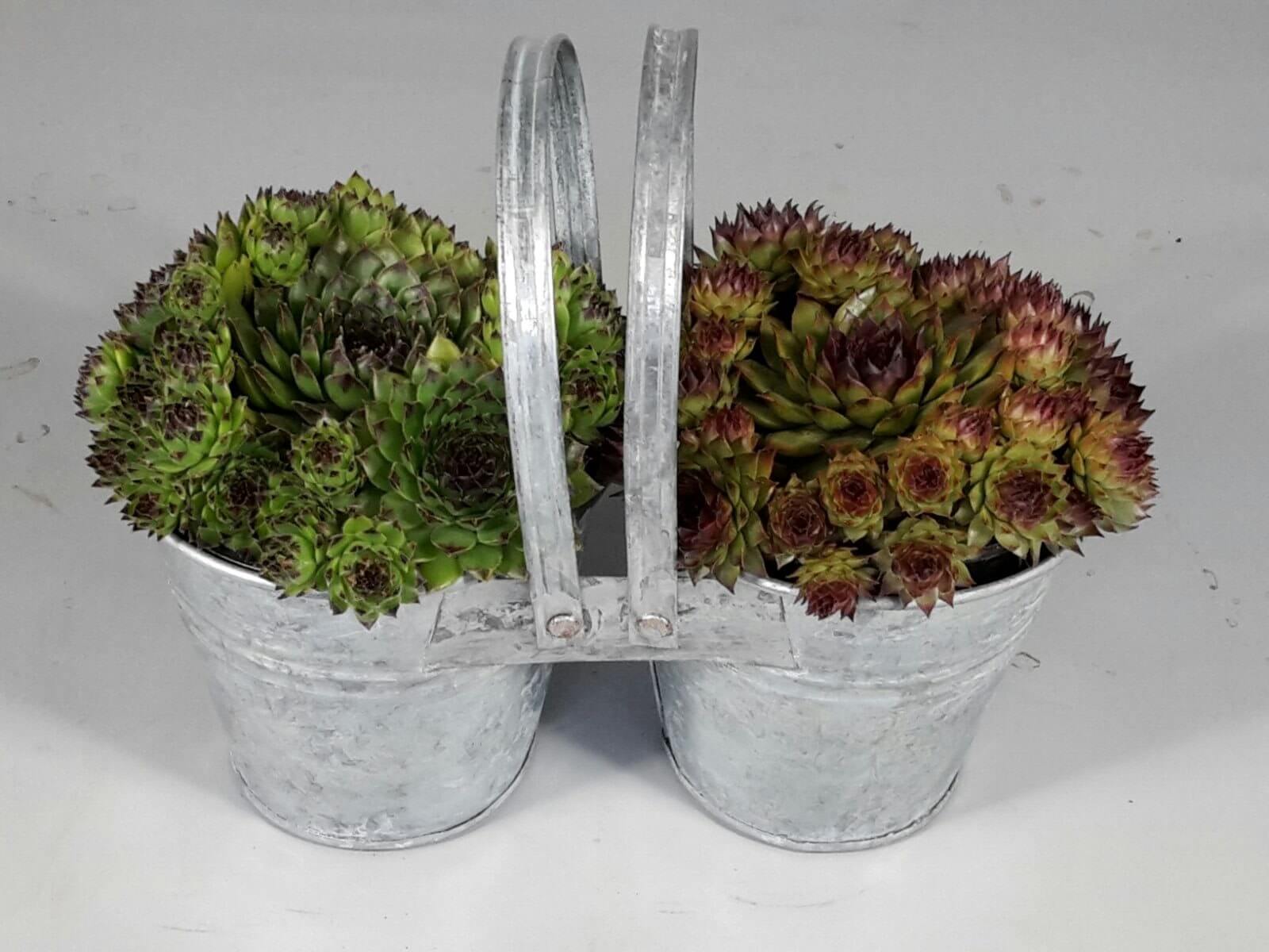 Sempervivum zinken emmer duo