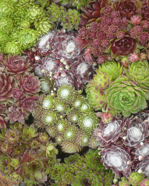 Sempervivum Kwerkeij de Croon